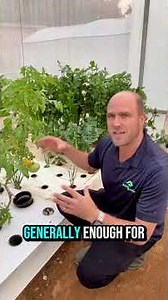 Tomatos in aquaponics by Afraponix