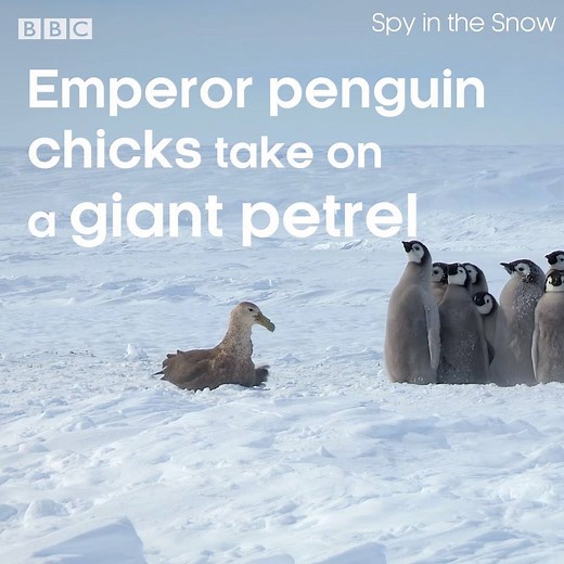 Spy in the Snow: Giant petrel vs emperor penguin chicks