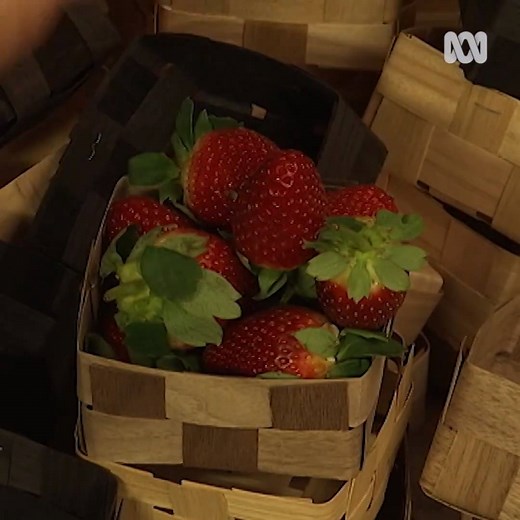 The scourge of plastic berry punnets😤😤 Thankfully one innovative farmer has created an alternative made from recycled timber | Boomerang Alliance