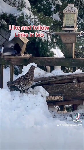 It's the Ruffled Grouse again, Peanut Butter Club ,FYP, By R Conyard#birds #wildlife #grouse