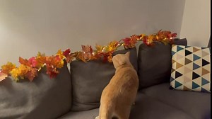 Lighted Fall Leaves Garland DDHS 2 Pack 6ft Fall Garland Decorations for Home Indoor Outdoor Wedding Thanksgiving Party Fireplace Decor, 60 LED Autumn Thanksgiving Maple Leaf Garland with Lights