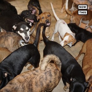 3.7K reactions · 2.8K shares |  This woman took in 97 stray dogs to save them from Dorian in the Bahamas | NowThis | Facebook