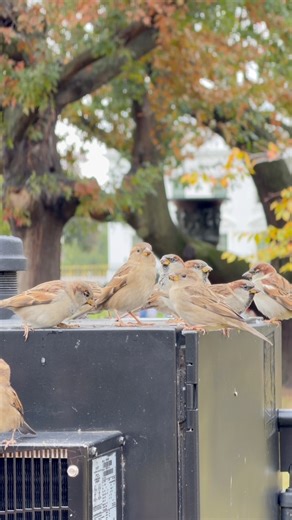 Wow! Beautiful sparrows! #bird #autumn #fblifestyle #washingtondc | Naiz to Meet Nature, Birds & Wildlife