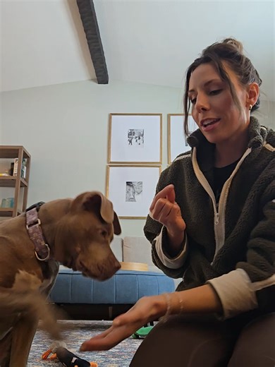 Fun Tricks for Treats with Pitbull Puppy