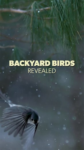 Tim Laman on Instagram: "Enjoy the beauty of common backyard birds in my new video series, “Backyard Birds Reveealed.” The first episode dropped on Youtube today, revealing bird flight in super-slow-motion. Follow my link in bio to watch the full video. My son @RussLaman and I filmed this new series right in our backyard in Massachusetts! Shot on the amazing Chronos 4K12 camera. @chronoscameras #slowmotion #birds #chronoscameras #Krontechnologies #highspeedcameras chronos4K12 BBR backyardbirdsre