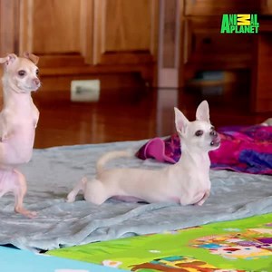 Cute As Fluff: Kanga and Roo