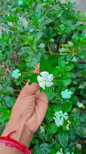 rose flower garden home 🏡🌷🌹🌹🌹🌹🌹