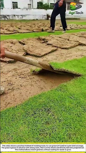 Instant Grass Installation! Fast Lawn Transformation Technique