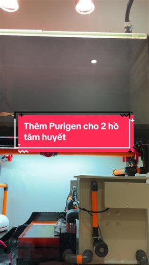 Thêm Purigen cho hồ cá: Chăm sóc bể tuyệt vời