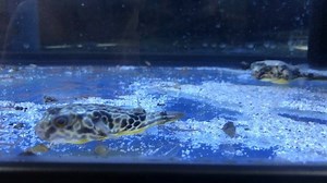 Our little juvenile Mbu Puffers! These guys are also known as the Freshwater Giant #Pufferfish is the “Underwater Giant Puppy.” They grow well over 2’ in size and has a huge appetite. They’re currently under quarantine for a moment but will be ready within a few days (they’ve been under quarantine for over 1.5 weeks already). Order at petzonesd.com/mbu-puffer or find them here in-store in San Diego. | Pet Zone Tropical Fish, San Diego, California
