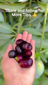 Mango Vs Jamun Did you noticed that Aam ( Mango) & Jamun ( Java plum ) comes in same season why ? As we all know that eating mangoes more than 2-3 leads to many stomach issues and you suffer from dysentery, loose motions, pain in the stomach etc hence jamun can be your saviour as it has pachan , grahi, vistambhi qualities which means it improves digestion,absorbent , useful in malabsorption syndrome & diarrhoea, grahi means it has bowel binding quality. As jamun is famous for Diabetes because it