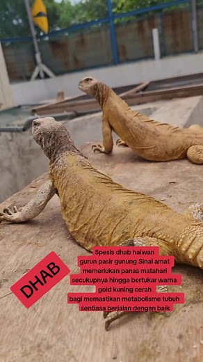 Dhab Lizard: Habitat, Care, and Importance