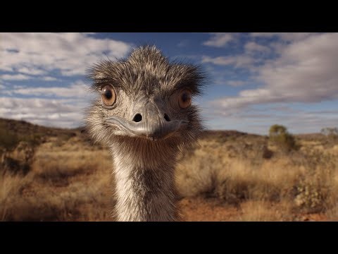 This Bird Is Bigger Than Humans: Journey of the Emu (Full Documentary | HD)