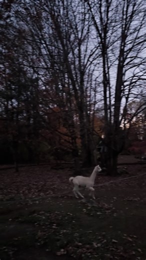 Last part of late night Pronking! Plus a brief alarm call from Artemis! #pronking #belfastme #localfarm #fallvibes #fall #farmtour #bluealpacaranch #ranch #alpacalover #alpacas #alpacafarm #alpaca | The Blue Alpaca Ranch and Store