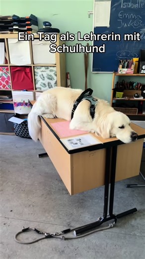 Freue mich auf dich @Mark Forster!!☺️ #tagmitmark #schule #lehrerin #schulhund #unterricht