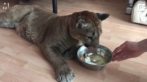 This couple lives with a pet puma