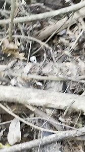 903K views · 23K reactions | Hunting For Old Treasure! 螺 | Adventure Archaeology And Southern Diggers | Facebook