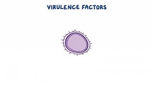 ❓ What are some diseases caused by Streptococcus pneumoniae? Share your answer in the comments below. ⬇️ ⚕️ Strep pneumoniae, is a gram-positive round bacterium that lives in chains. These bacteria are found asymptomatically colonizing the nasal cavities and sinuses, but they can take advantage of a weakened immune system. 🎞️ Get a deeper understanding by watching our video: http://osms.it/streptococcus-pneumoniae-fb #osmosis #medicine #learning | Osmosis from Elsevier
