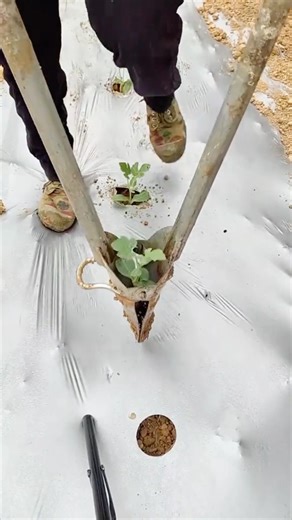 Fast & Easy Manual Seedling Planter #farmingtools