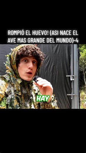 Nacimiento del Cóndor: El Ave Más Grande del Mundo