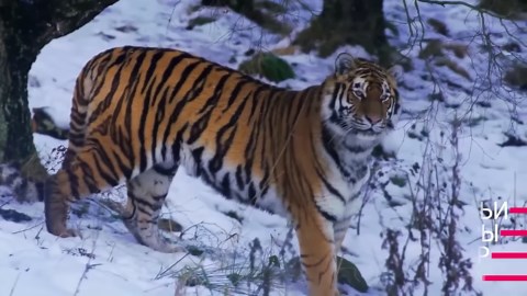 Meet the Mighty Amur Tiger: Largest Wild Feline and Ultimate Predator of the Taiga!