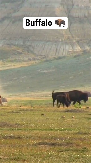 Buffalo 🦬 #usa #wildlife #survival #animals #forest #facts #wildernessseason #wildernesswanderer