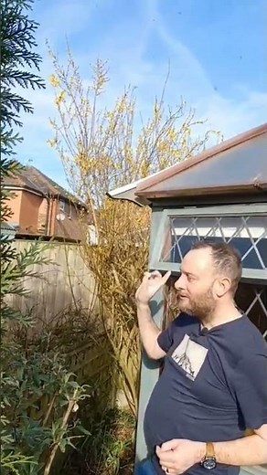 Forsythia x intermedia | Shrubs for Late Winter Early Spring | Cheery Yellow Flowers