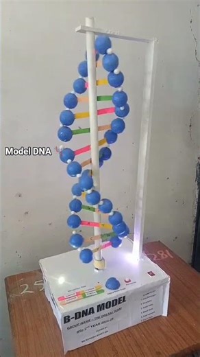 MODEL DNA 🧬 BIOLOGY....📝💗🧬 #biology