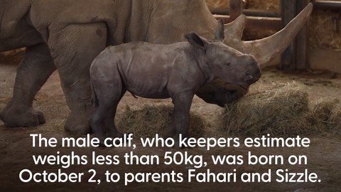 Zoo celebrates birth of baby southern white rhino