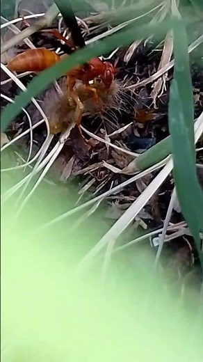 Wasp laying eggs in caterpillar?
