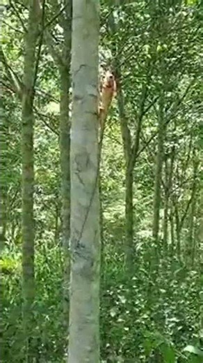 A lizard in the rubber plantation.