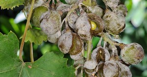 Mehltau an Wein vorbeugen und bekämpfen