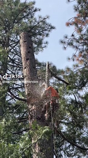 Expert Tree Removal Service in South Lake Tahoe