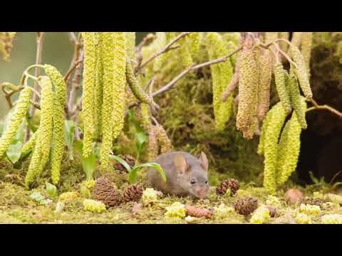 George the mouse by the catkins