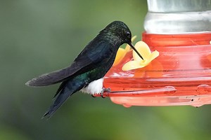 An ancient forest in Ecuador is the last stand for a tiny hummingbird facing extinction