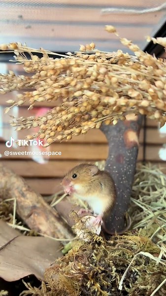 sweetmousespace on TikTok