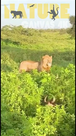 🌍 Lion vs Wildebeest Insane Battle! 😱 Pride Takedown in Bloody Savanna Hunt 🦁