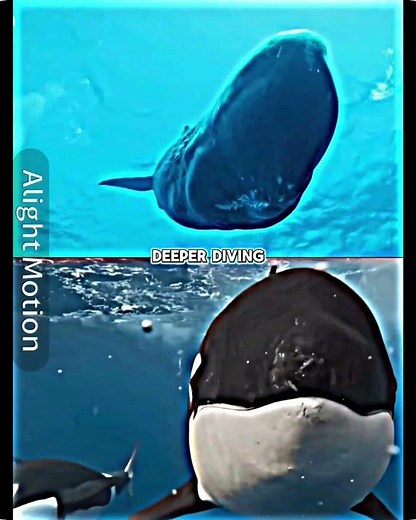 bull sperm whale vs male killer whale #animals #nationalgeographic #ourplanet