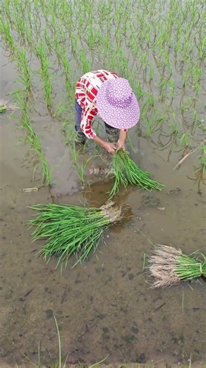 Rural Rice Seedling Transplanting: A Timeless Craft