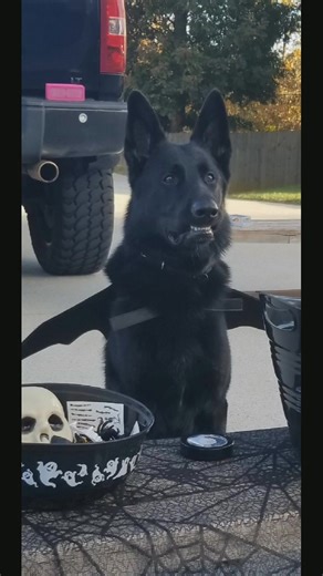 this is his less threatening look lol. he understood the assignment. #dogsofttiktok #petsoftiktok #foryou #fyp #fypシ