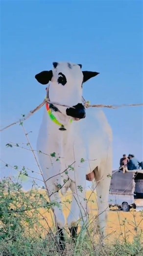 fatehjangi bull 2025 #short#shortvideo#viral#fatehjangbulls