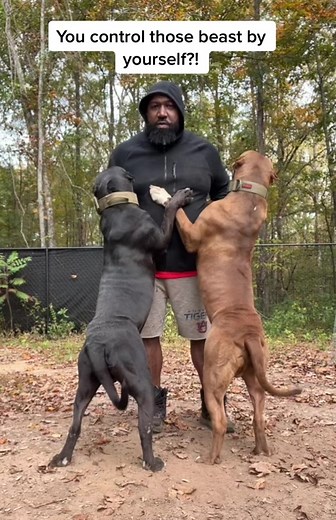 Life at Buff N Blue Bully Camp