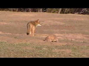 Coyote and Badger Working Together