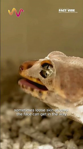 Geckos Clean Their Eyes With Their Tongues #vet #medicine #funfacts #lifehacks #educational