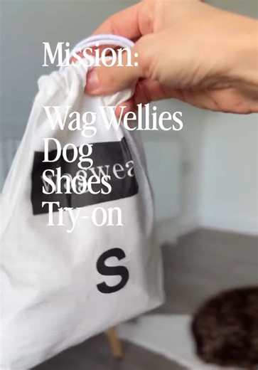 A natural ✨🤍 #wagwear #dogboots #dogshoes #cockerspaniel #dogmom | Dog Shoes
