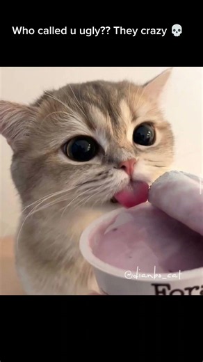 Stay if you're Ugly cat trend! DO NOT STEAL #shortsviral #memes #theonekashvi #cat #funny