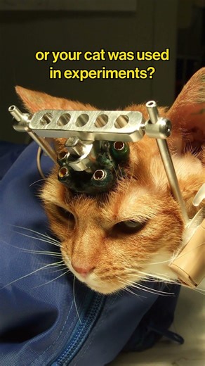 If it were your dog or cat being used in experiments, would you stay silent?