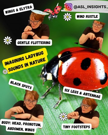 15K views · 139 reactions | Imagining Ladybug Sounds in Nature...