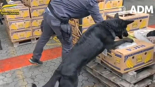 Watch moment Italian police uncover drugs stash under tonnes of bananas