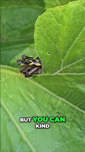 Black & Yellow Grasshopper?! Help Me ID This